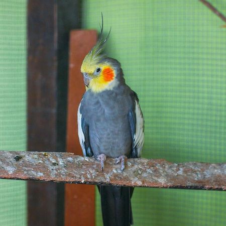 Pousada Campo Alegre Itatiaia  Dış mekan fotoğraf