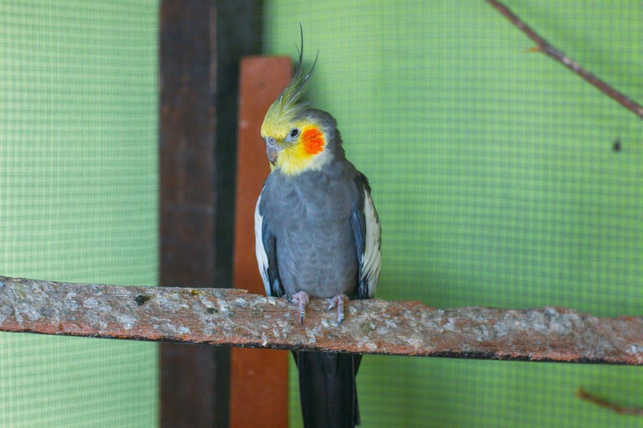 Pousada Campo Alegre Itatiaia  Dış mekan fotoğraf